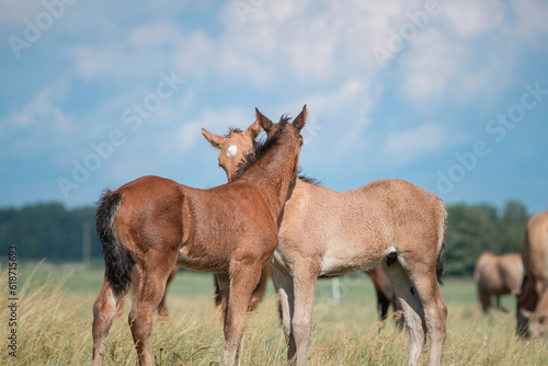 Beautiful thoroughbred horses graze on a summer field after rain.