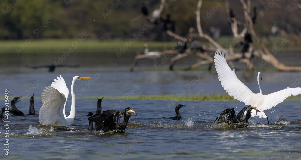 Intermediate egret (Ardea intermedia) snatching fish from oriental darter while fighting in river at forest.