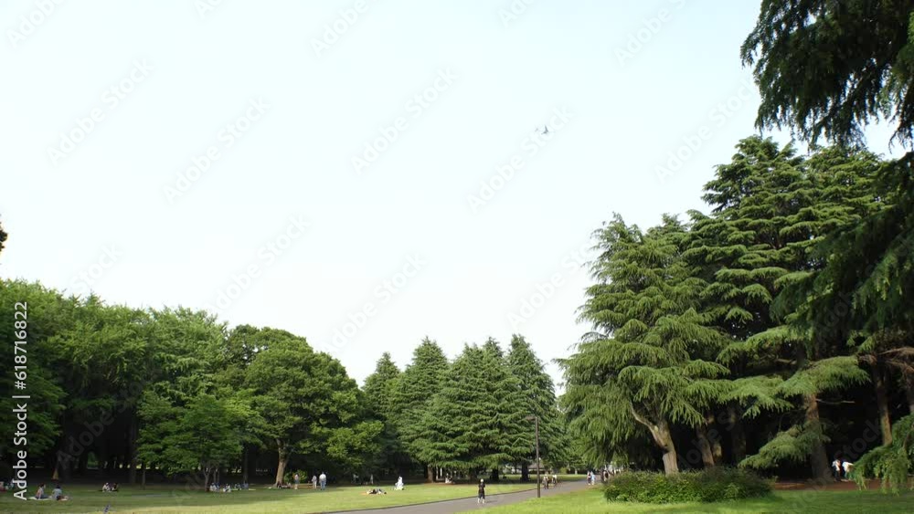 SHIBUYA, TOKYO, JAPAN - JUNE 2023 : View of YOYOGI PARK in sunny daytime. SHIBUYA, TOKYO, JAPAN - JUNE 2023 : View of YOYOGI PARK in sunny daytime.