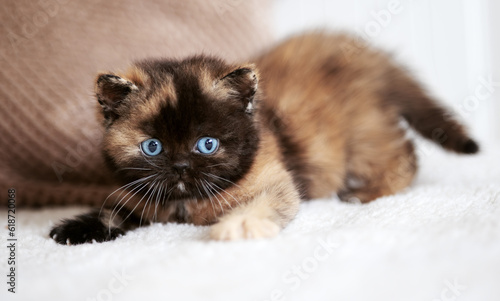 Extrem selten Rarität Britisch Kurzhaar kitten blue eyes Tortie © Wabi-Sabi Fotografie