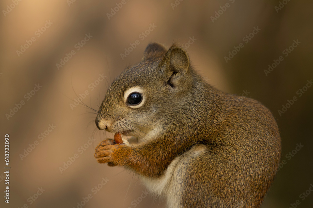Portrait of a little squirrel eating peanut in the summer garden. Portrait of a little squirrel eating peanut in the summer garden.