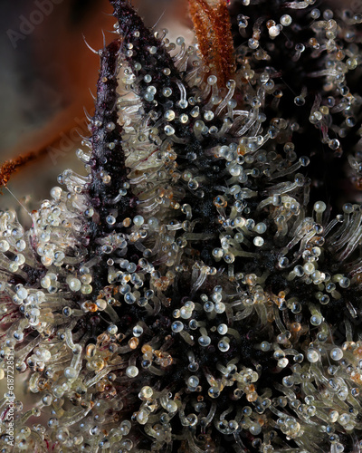 Extreme macro closeup of milky and amber Cannabis trichomes 