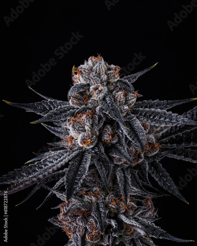 Top Cola with visible trichomes on a beautiful Cannabis Plant on black