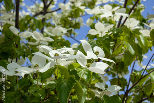夏の満開の白い花　ヤマボウシ
