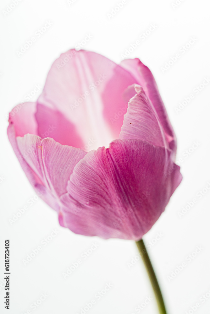 fresh tulip on the white background fresh tulip on the white background