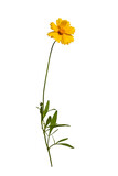 Botanical Collection. Yellow flower Lanceleaf Coreopsis isolated on white background. Element for creating design, postcard, pattern, floral arrangement, wedding cards and invitation.