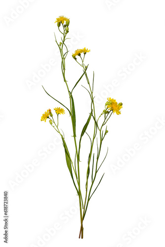Botanical Collection. Composition of yellow wildflowers isolated on white background.