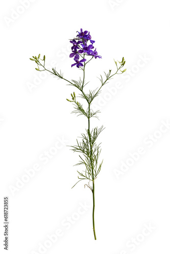 Botanical collection. Wild meadow flower Consolida ajacis purple isolated on a white background. Element for creating design, postcard, pattern, floral arrangement, wedding cards and invitation.