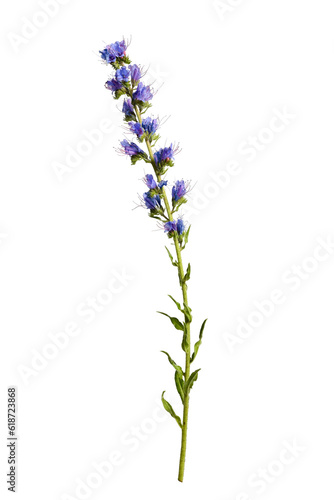 Botanical collection. Wildflower Echium vulgare isolated on white background.