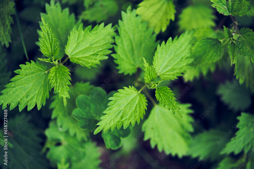 leaves of burning nettle as a background. Beautiful nettle texture. View from above. Space for copying. Can be used as a template. High quality photo leaves of burning nettle as a background. Beautiful nettle texture. View from above. Space for copying. Can be used as a template. High quality photo