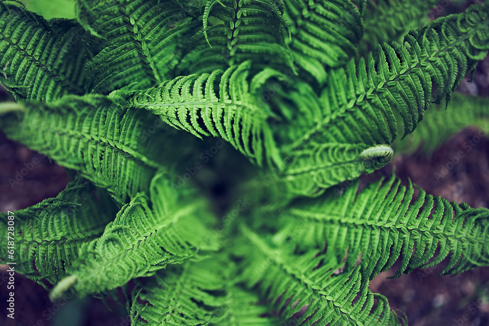Top view of a green fern, close-up. Large vegetation of dark color. With a space to copy. High quality photo