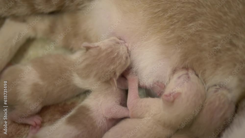 Kittens sucking on mother's breasts Kittens sucking on mother's breasts