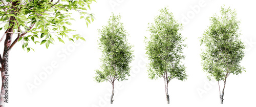 Cherry trees isolated on transparent background and selective focus close-up. 3D render.
