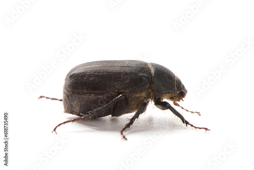 Coleoptera black scarabaeidae beetle isolated white background © zhikun sun