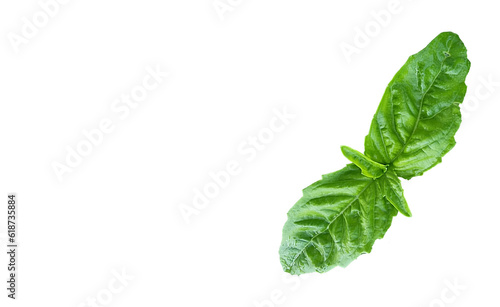 basilico pesto wide leaf isolated green