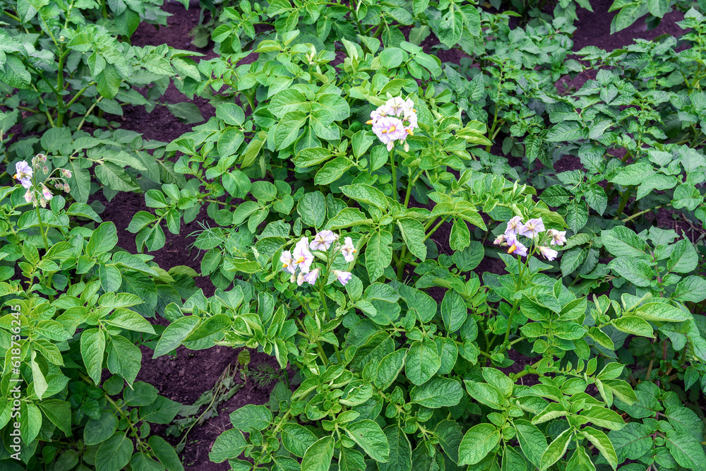 Blooming potatoes in the garden bed. Agriculture and horticulture Blooming potatoes in the garden bed. Agriculture and horticulture