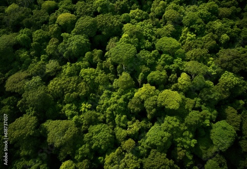 Aerial top down view of lush primary forest 
