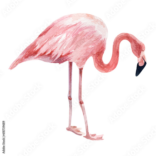 Flamingo on a white background. Watercolor illustration.