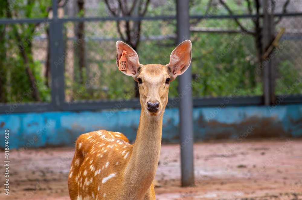 Fototapeta premium Close up of sika deer