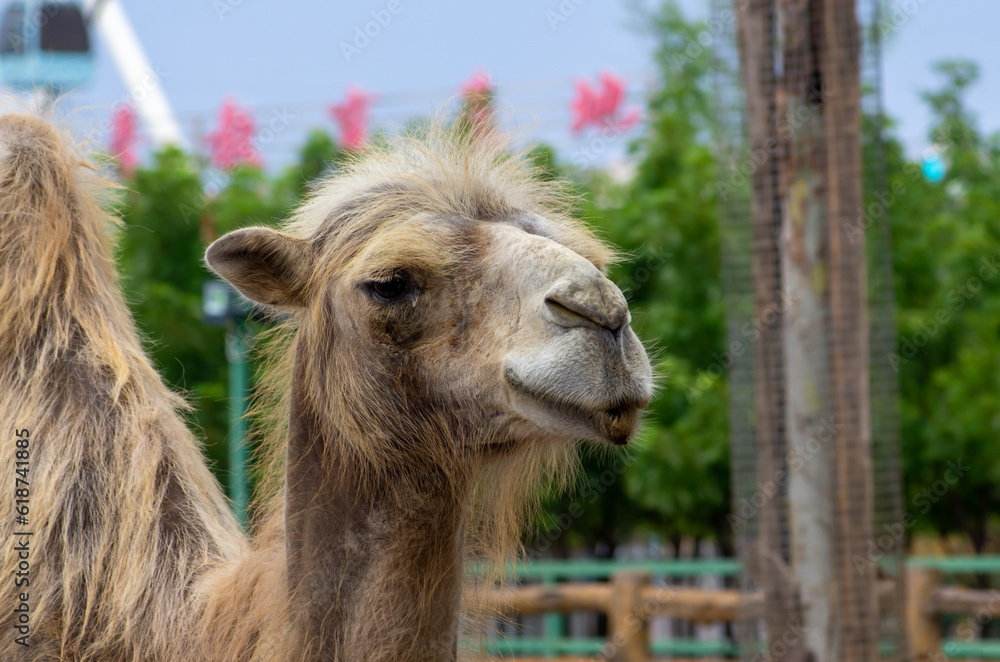 Obraz premium Close up of camel in the zoo