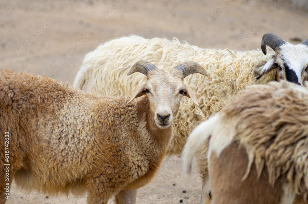 Obraz premium Close-up of argali in the zoo