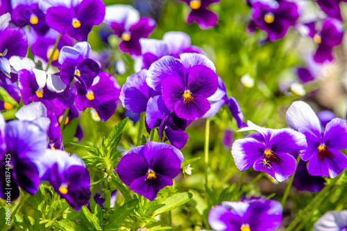 Fototapeta Naklejka Na Ścianę i Meble -  Purple violets on a green natural background
