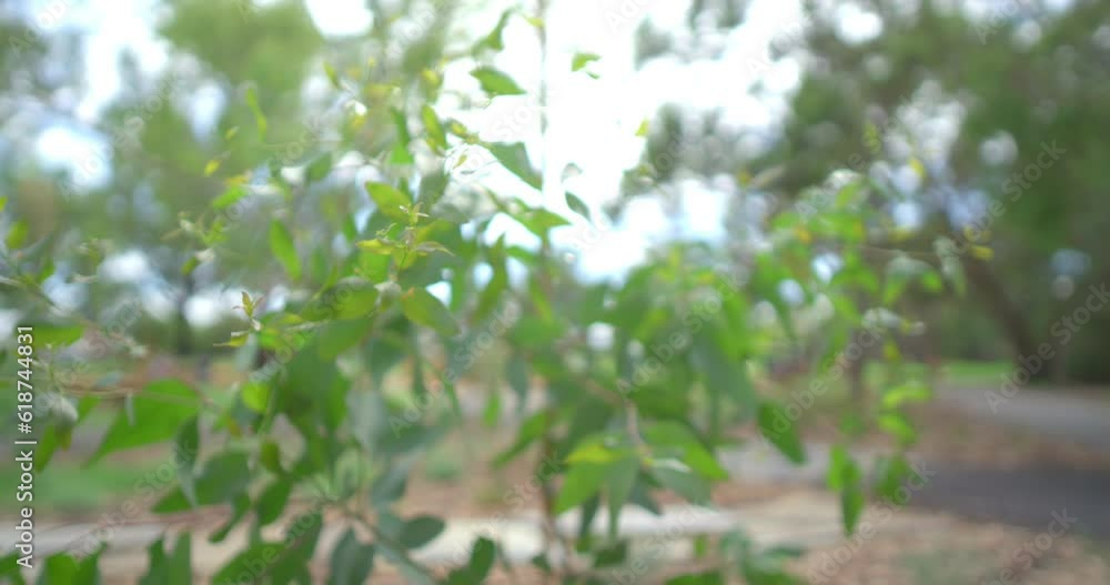 Close-up view of green tree leaves bending in the breeze Close-up view of green tree leaves bending in the breeze
