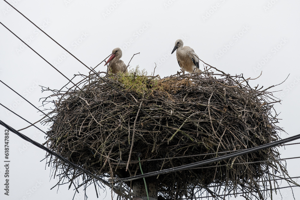 Fototapeta premium Baby white stork bird on the nest.