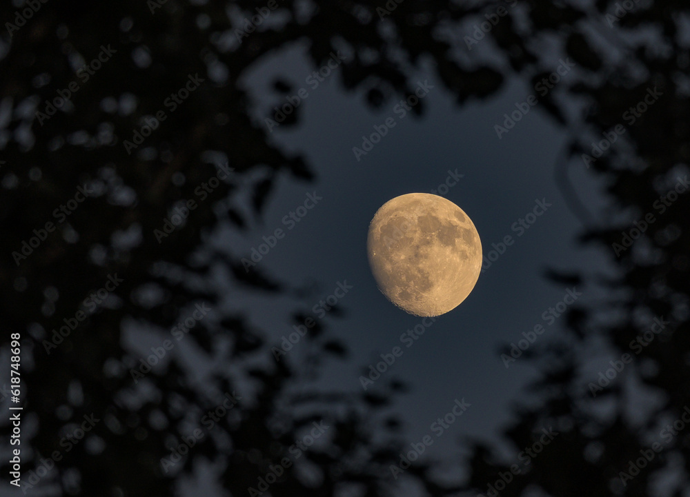 The moon among the leaves of the trees. The moon among the leaves of the trees.