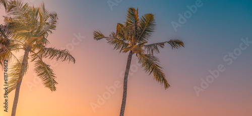 Artistic minimal nature view  sky and coconut palm tree with vintage effect. Relaxing serenity  dream fantasy colors  panoramic nature wallpaper. Tropical summer island skyline beach  beauty in nature