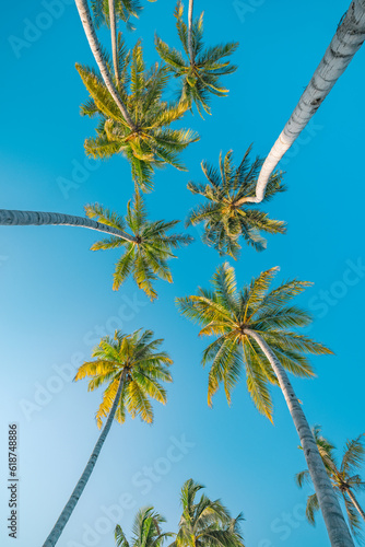 Tropical palm trees under blue sky, soft pastel colors and sunshine on sunny day. Peaceful bright relaxation, meditation, summer vibes mood. Best panoramic nature banner. Inspire beach lush foliage
