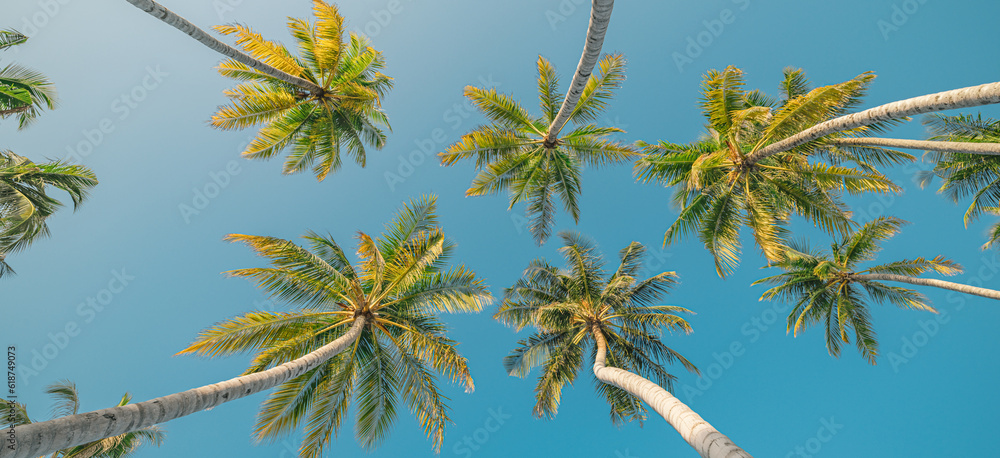 Fototapeta premium Tropical palm trees under blue sky, soft pastel colors and sunshine on sunny day. Peaceful bright relaxation, meditation, summer vibes mood. Best panoramic nature banner. Inspire beach lush foliage