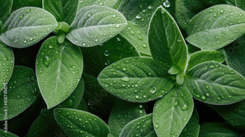 Sage leaf, HD, Background Wallpaper, Desktop Wallpaper