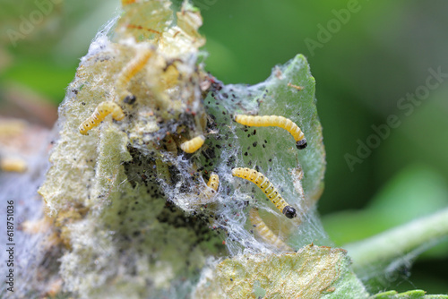 Nest of young caterpillars of Yponomeuta or formerly Hyponomeuta malinellus the apple ermine on an apple leaf in early spring.  photo