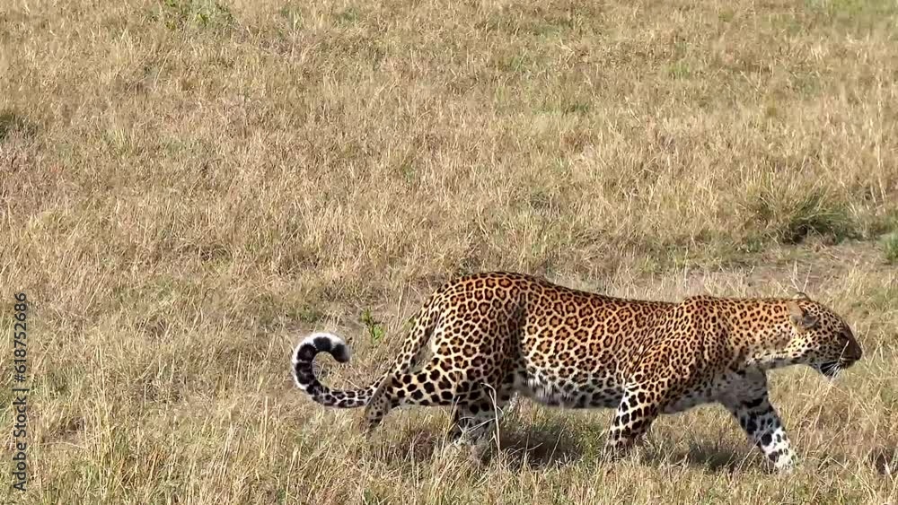 Closeup video of a powerful Jaguar walking in the field and looking for food Closeup video of a powerful Jaguar walking in the field and looking for food