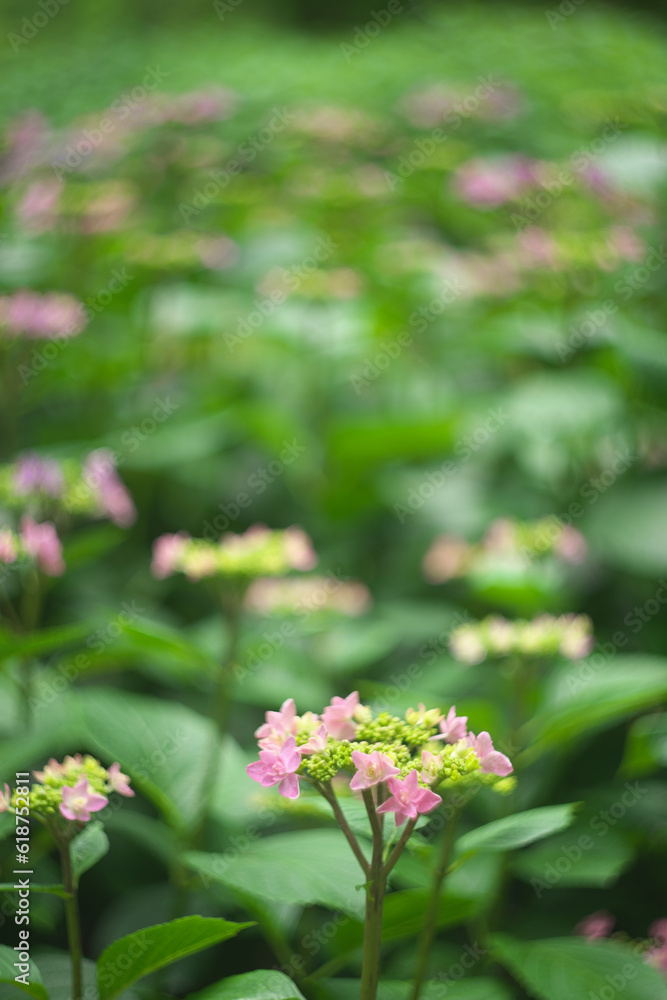 紫陽花 紫陽花