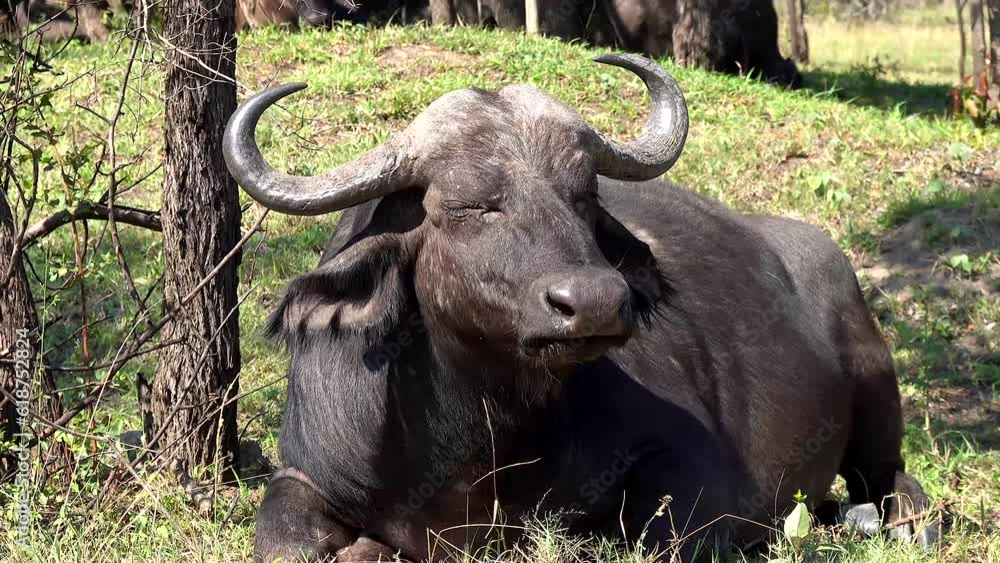 Closeup video of a black African buffalo sitting in the field and eating grass Closeup video of a black African buffalo sitting in the field and eating grass