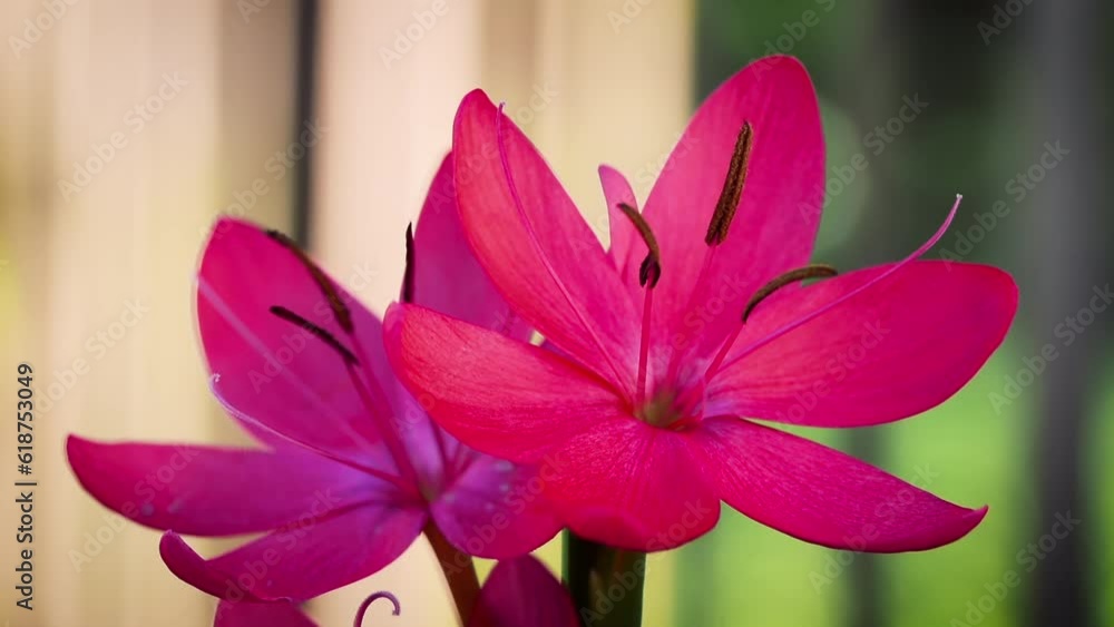 Closeup of the delicate pink River lilies (Hesperantha coccinea) on blurred background