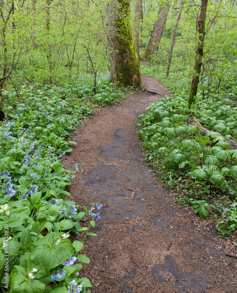 Narrow path surrounded by lush green trees. Shenks Ferry Wildflower Preserve, Pennsylvania, USA. Narrow path surrounded by lush green trees. Shenks Ferry Wildflower Preserve, Pennsylvania, USA.