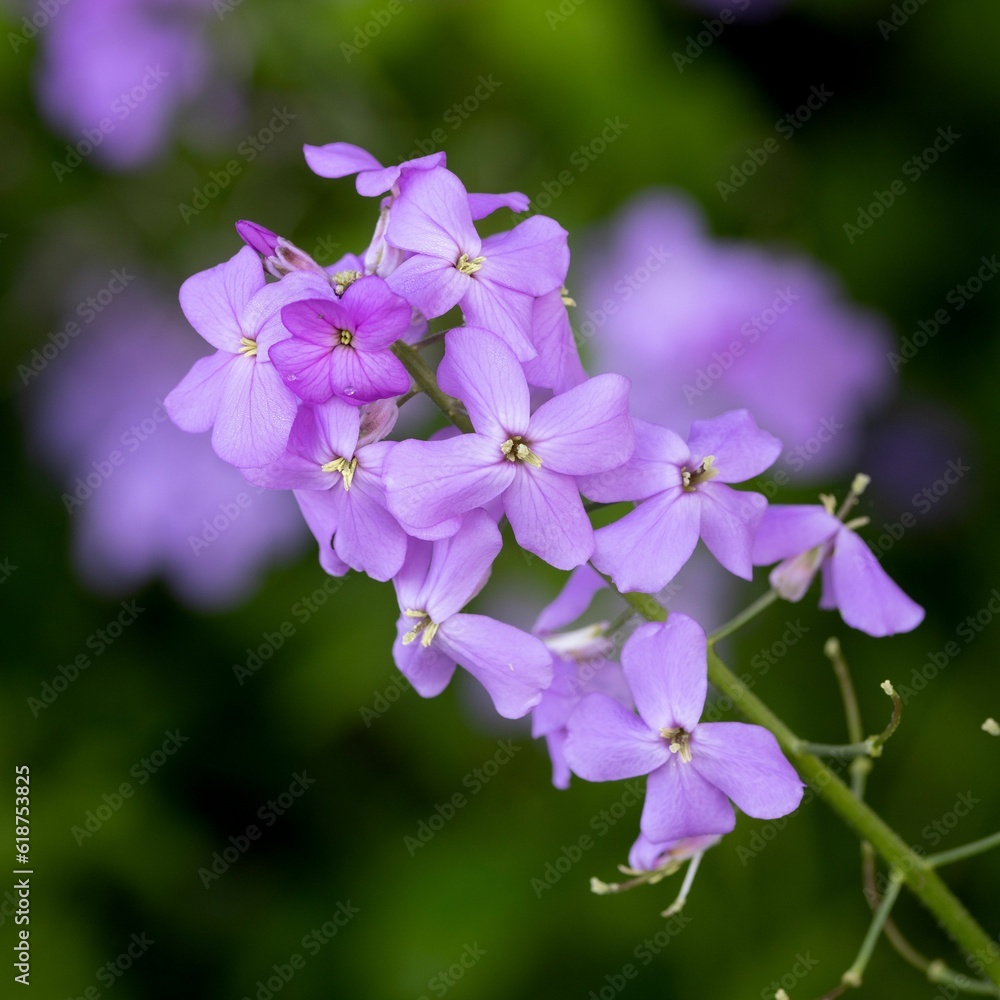 Close-up shot of beautiful dames-wort, Hesperis matronalis. Close-up shot of beautiful dames-wort, Hesperis matronalis.