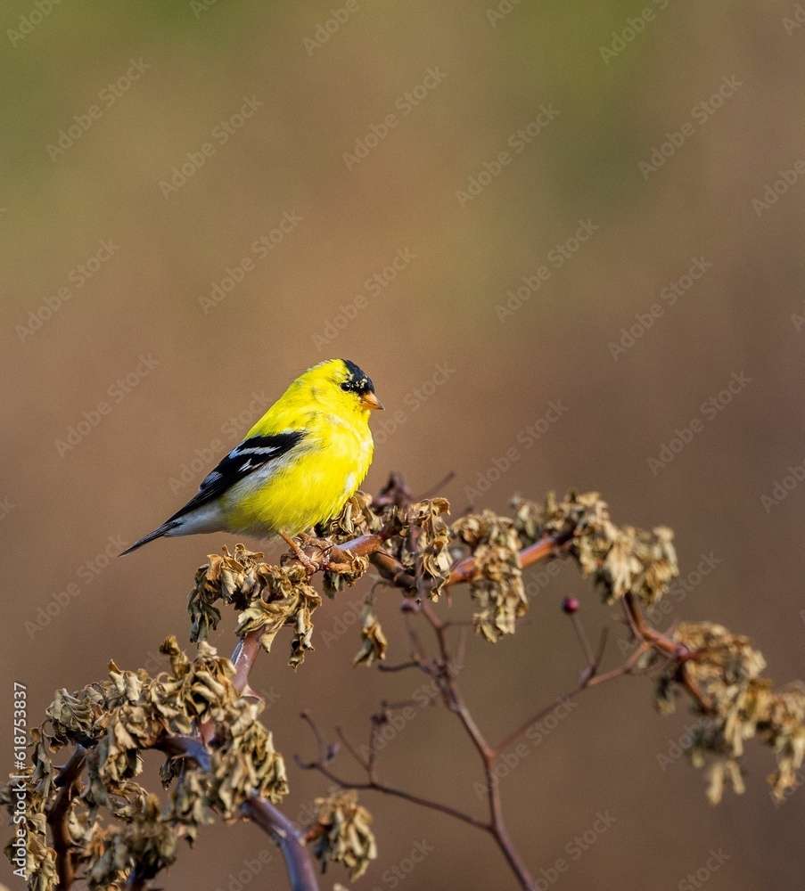 Bright male American goldfinch perched on a twig. Spinus tristis. Bright male American goldfinch perched on a twig. Spinus tristis.