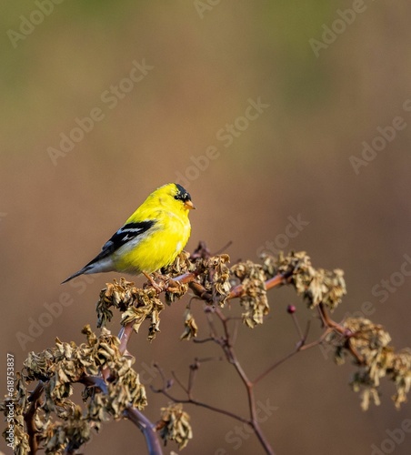 Bright male American goldfinch perched on a twig. Spinus tristis.