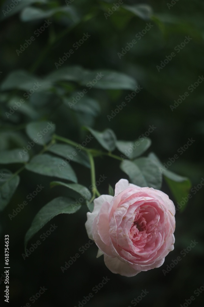 Freshly bloomed pink rose growing in the garden