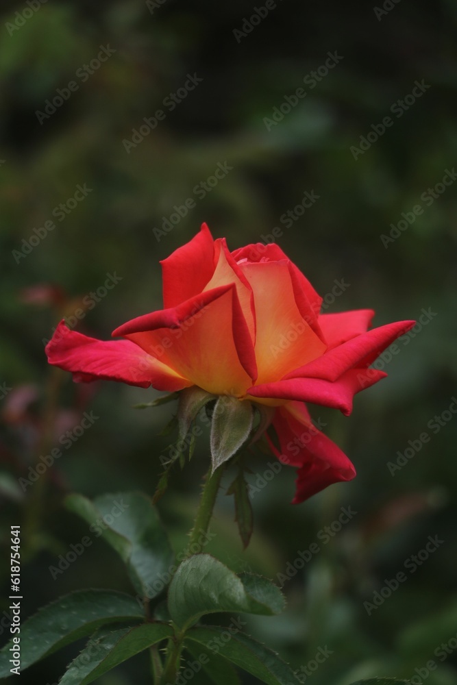 Vibrant red rose stands out against a lush, dark forest