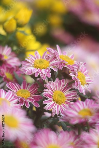 Vibrant selection of pink and yellow and white Daisy flowers in the garden