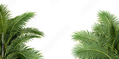 Fototapeta Naklejka Na Ścianę i Meble -  Palm leaves isolated on white