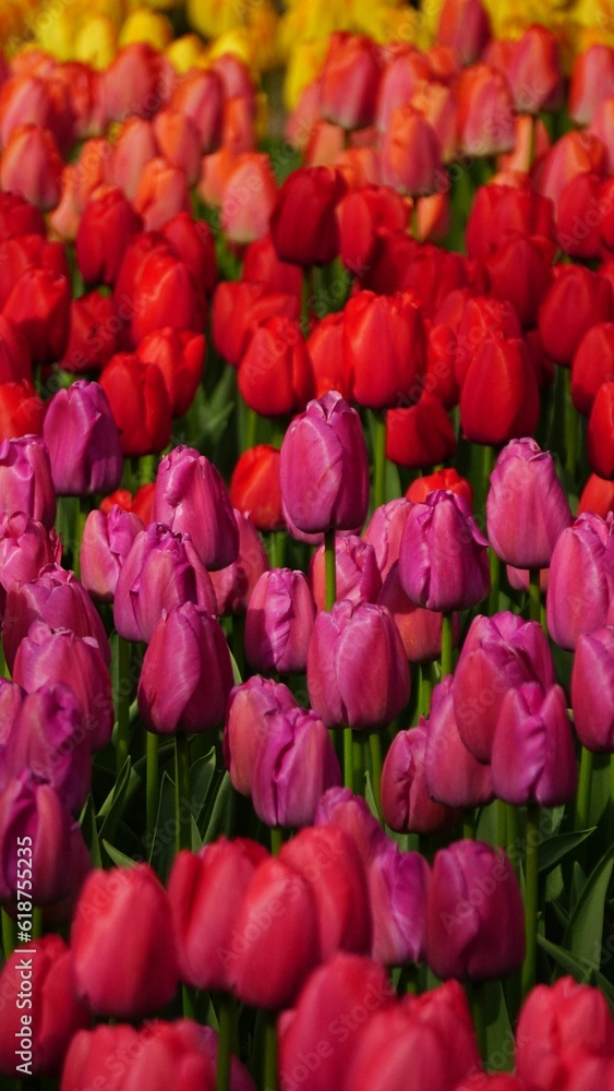 Vibrant field of multicolored tulips Vibrant field of multicolored tulips