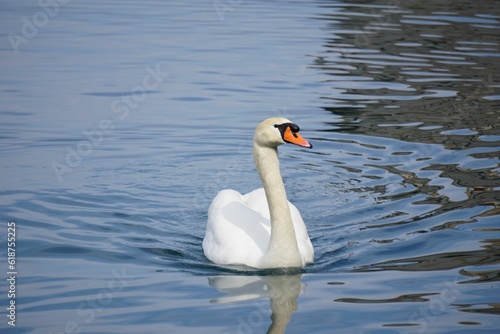 Beautiful view of a graceful swan floating in the lake