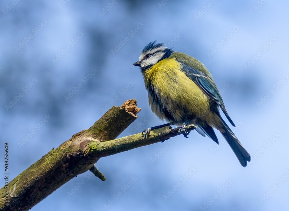 Fototapeta premium Blue tit perched on a tree branch
