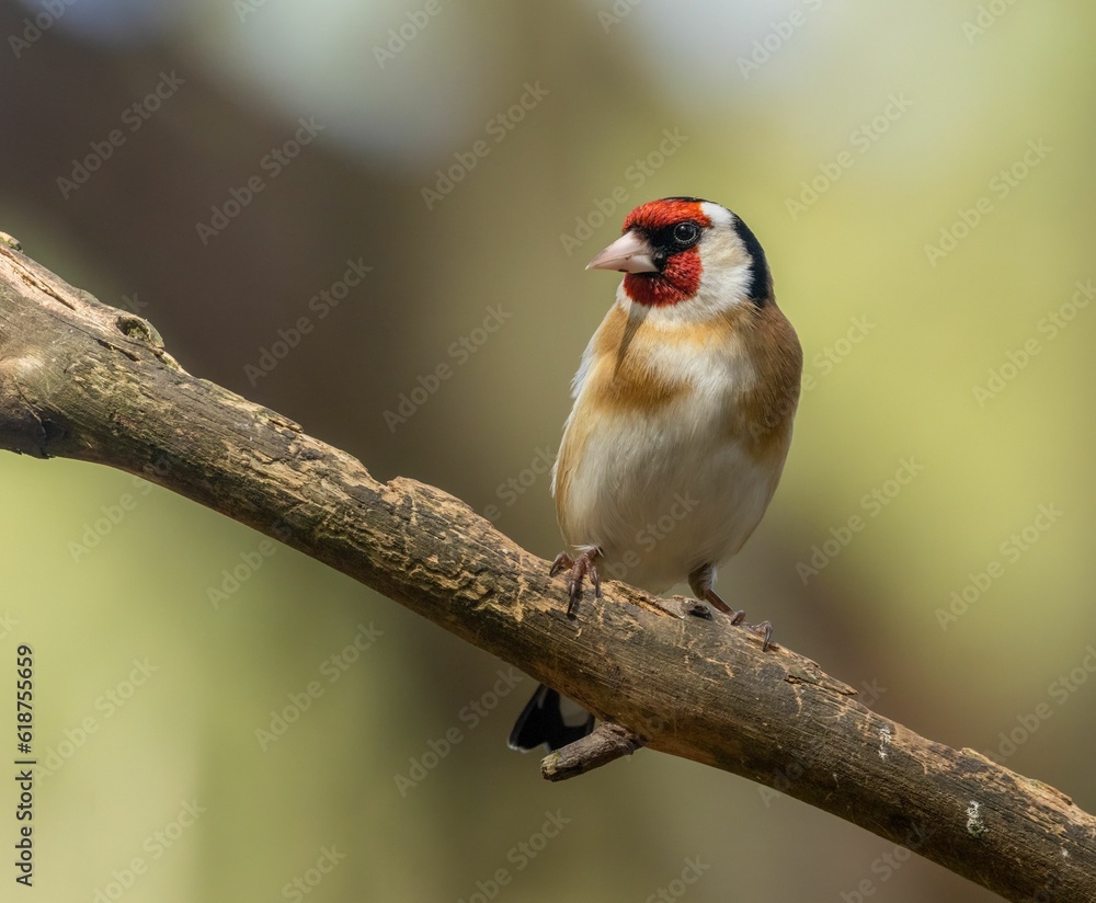 Goldfinch perched on a tree branch Goldfinch perched on a tree branch